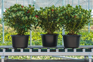 transport potplanten lopende band